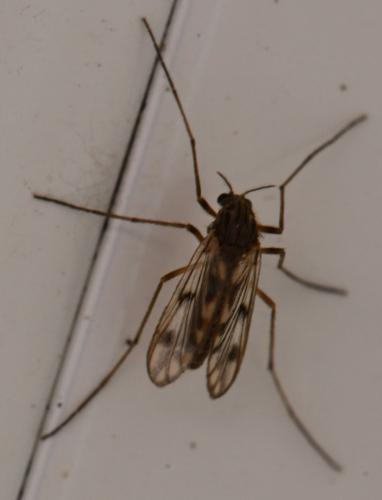 Réf. 344 099 : Macropelopia nebulosa